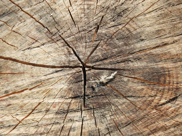 亀裂のある木の切り株のテクスチャの高角度のクローズアップショット - 写真・画像