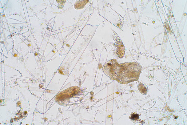 Θαλάσσιο υδρόβιο πλαγκτόν με μικροσκόπιο - Φωτογραφία, εικόνα
