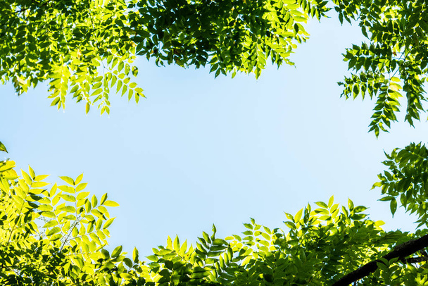 Closeup φύση άποψη του πράσινου φύλλου σε θολή φόντο πράσινο στον κήπο με αντίγραφο χώρο για κείμενο χρησιμοποιώντας ως φόντο φυσικό πράσινο τοπίο φυτά, οικολογία, φρέσκο καλοκαίρι ταπετσαρία έννοια - Φωτογραφία, εικόνα