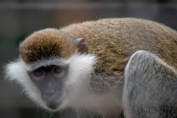 Un primer plano de un mono Saltadores con piel marrón claro y blanco y ojos marrones - Foto, imagen