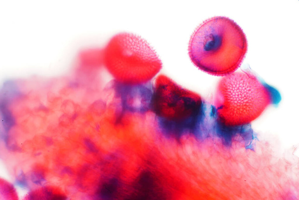 Le pollen sur la stigmatisation au microscope pour l'enseignement de la biologie - Photo, image