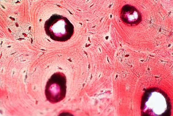 Histologie du tissu osseux compact humain au microscope pour l'éducation, la connexion osseuse musculaire et le tissu conjonctif - Photo, image