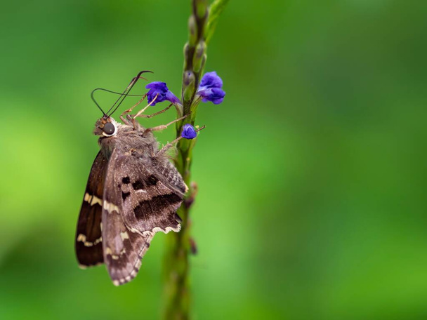 Bruine en grijze vlinder Macro schot op bloem met groene achtergrond - Foto, afbeelding