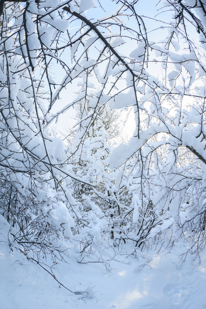 Snow in the forest - Zdjęcie, obraz