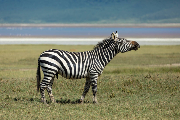 Dospělí zebra stojící na zelených pláních kráteru Ngorongoro volá Tanzanii - Fotografie, Obrázek