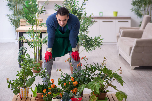 Young male gardener with plants indoors - Foto, Imagem