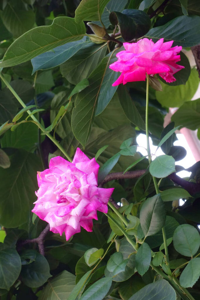 Чудова, витончена, розкішна рожева квітка троянди
 - Фото, зображення