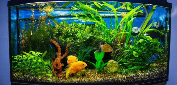 The close up of aquarium tank full of fish - Photo, Image