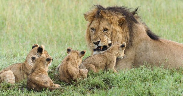 mężczyzna lew ojciec i młode w Serengeti National Park Tanzania - Zdjęcie, obraz
