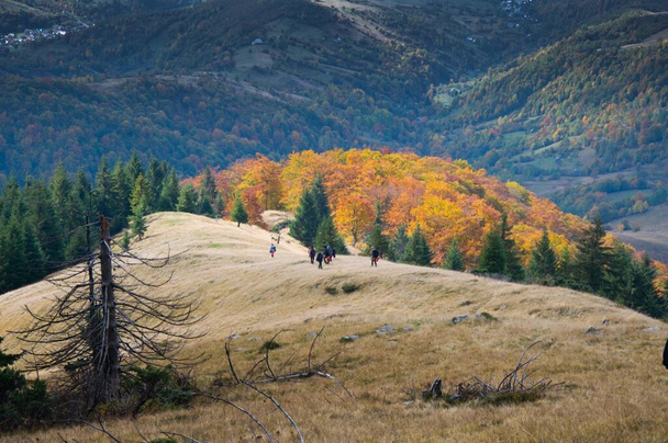 カラフルな秋の山々。曇り空の霧の暗い木のシルエット。カルパティア山脈のハイキングコース.. - 写真・画像
