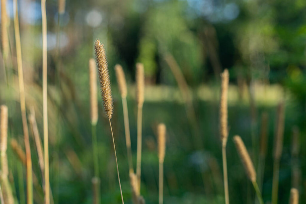 Flowering grasses. Green bokeh. The landscape of summer Poland. Masovian views. - Photo, Image