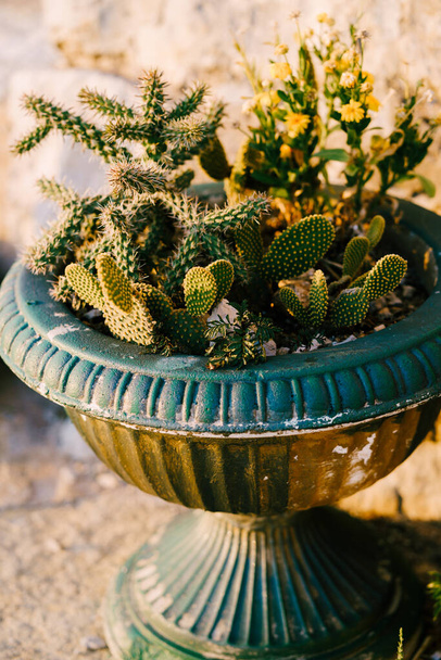 Varieties of the succulent cactus family in an old blue pot. - Φωτογραφία, εικόνα