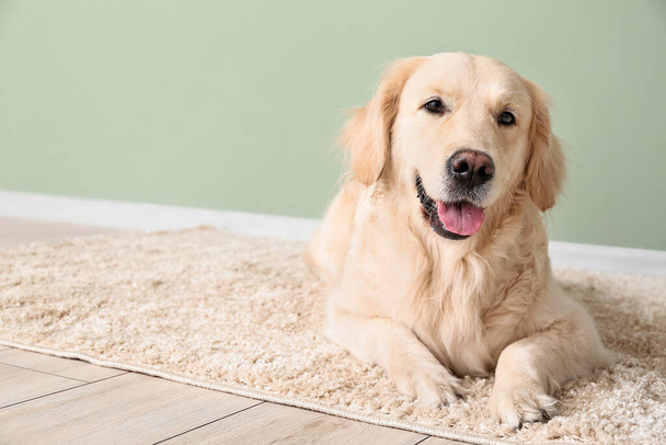 Cute funny dog on soft carpet at home - Photo, Image