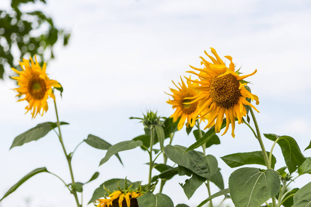 Sunflower under blue sky ,Flower - Fotó, kép