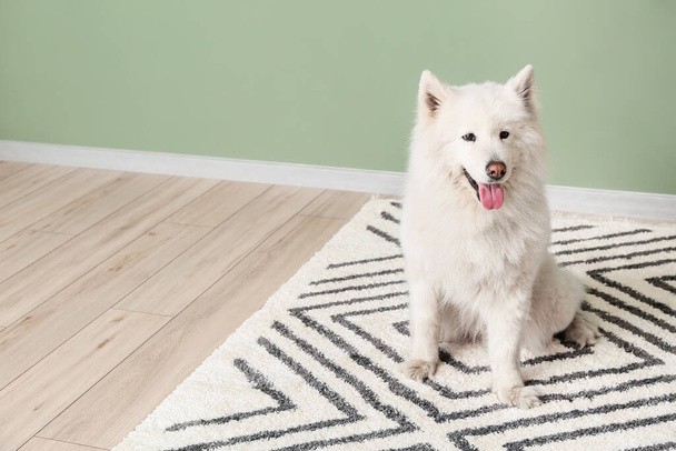 Cute zabawny pies na miękkim dywanie w domu - Zdjęcie, obraz