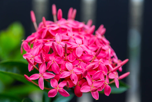 Κόκκινο λουλούδι ixora cocccinea Φόντο φύσης - Φωτογραφία, εικόνα