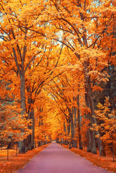 Steeg van oranjerode esdoorns in het park wandelpad in perspectief - Foto, afbeelding