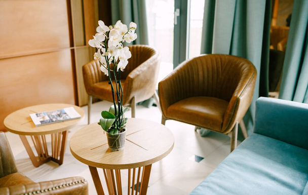 Flor branca Phalaenopsis orquídea em uma xícara em uma pequena mesa redonda com poltronas e um sofá azul perto da porta para a varanda. - Foto, Imagem
