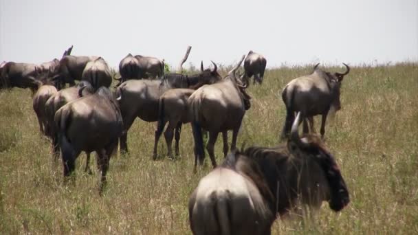 Blue Wildebeest, Masai Mara, Kenia - Video