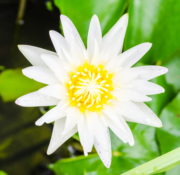 Lotus - Фото, зображення