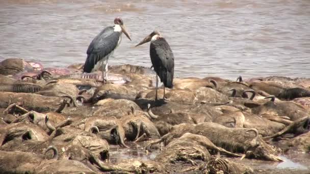 Halott állatok (Blue Wildebeest) és Marabou gólya, Masai Mara, Kenya - Felvétel, videó