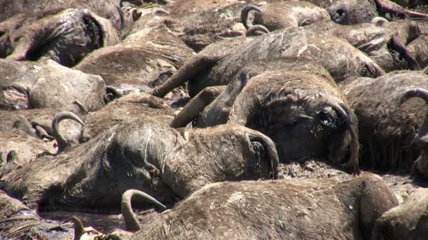 Dead Animals (Blue Wildebeest), Masai Mara, Кения - Кадры, видео