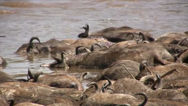 Animales muertos (Wildebeest azul), Masai Mara, Kenia - Imágenes, Vídeo
