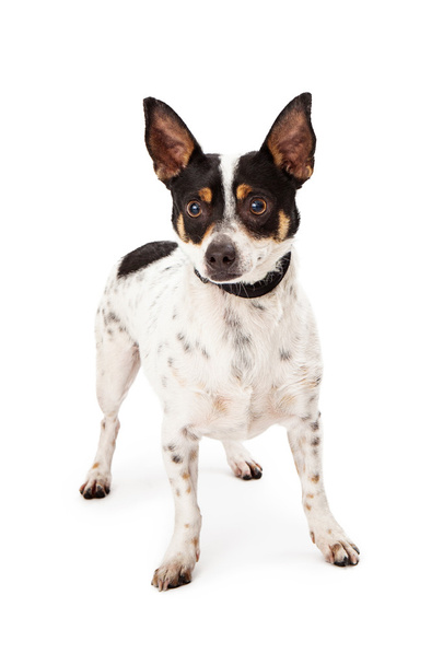 Jack Russell Terrier incrocio
 - Foto, immagini
