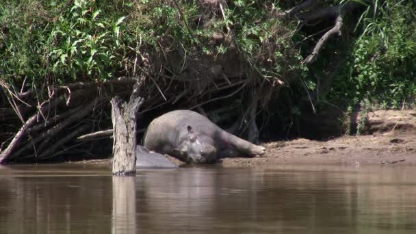 Hippo, Masai Mara, Кения - Кадры, видео