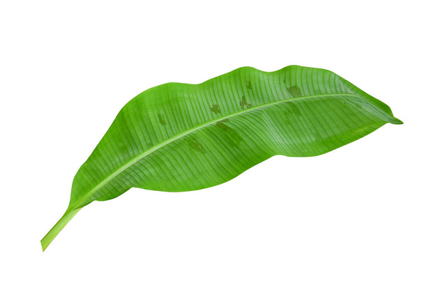 Folhas de banana verde com motivos únicos, isoladas em um fundo branco, caminho de recorte incluído - Foto, Imagem