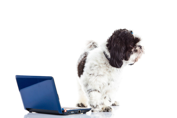 Shih tzu con ordenador aislado en el perro de fondo blanco
 - Foto, imagen