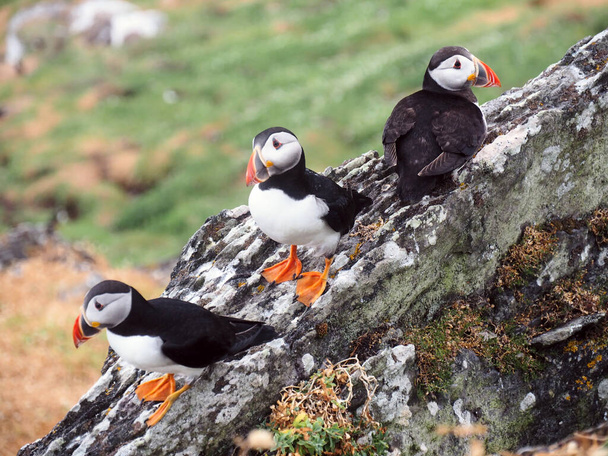 Puffiny na Skellig Michael Island w Irlandii Zachodniej. Trzy zabawne morskie ptaki na skale z porostami i mchem na odległej zamieszkałej wyspie Skellig Michael na zachodnim wybrzeżu Irlandii. - Zdjęcie, obraz