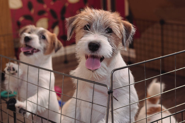 Due piccoli cuccioli affascinanti di un Jack Russell Terrier ruvido. Cane da caccia inglese razza. Canile di cani da compagnia di medie dimensioni. - Foto, immagini