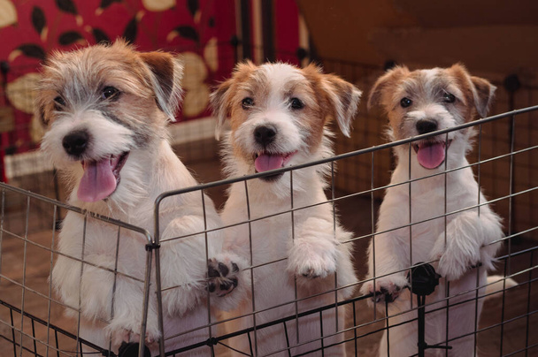 Три маленьких очаровательных щенка из Wirehaired Jack Russell Terrier. Английская охотничья порода собак. Питомник средних собак-компаньонов. - Фото, изображение