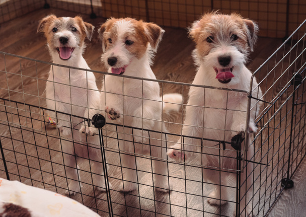 Três filhotes adoráveis de Jack Russell Terrier com fios. raça cão de caça Inglês. Canil de cães de companhia de tamanho médio
. - Foto, Imagem