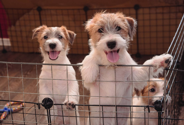 Tres pequeños adorables cachorros de un Jack Russell Terrier de pelo cableado. Raza inglesa de perros de caza. Perrera de perros de compañía de tamaño mediano. - Foto, imagen