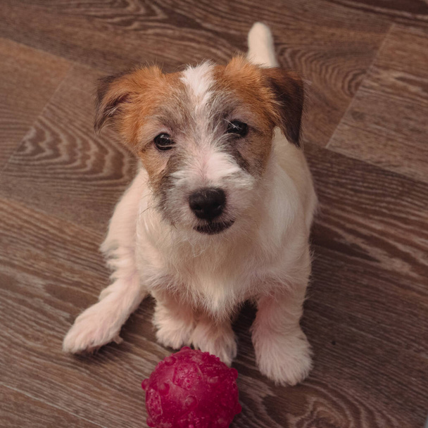 One small charming puppy of a rough-coated Jack Russell Terrier. English hunting dog breed. The Jack Russell puppy is sitting on the floor, with its toy next to it. - Photo, Image