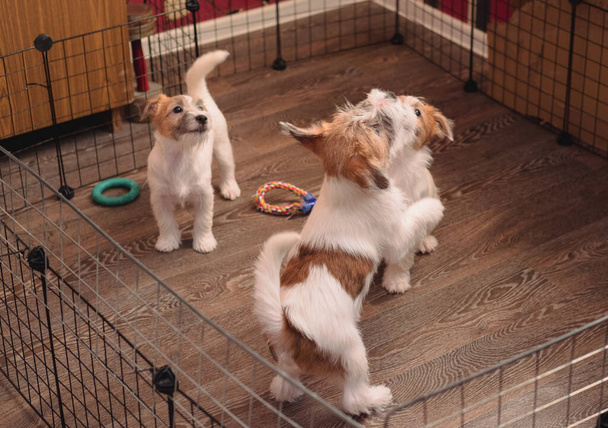 Trzy małe, urocze szczeniaki Jacka Russella Terriera. Angielski pies myśliwski. Hodowla średnich psów towarzyszących. - Zdjęcie, obraz