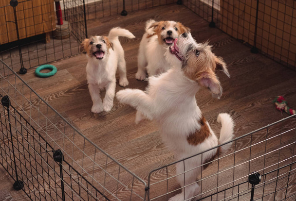 Três filhotes adoráveis de Jack Russell Terrier com fios. raça cão de caça Inglês. Canil de cães de companhia de tamanho médio
. - Foto, Imagem