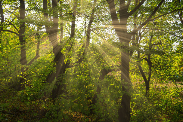 Rayos de sol brillantes que brillan a través de los árboles. Magestic puesta de sol de otoño. - Foto, Imagen