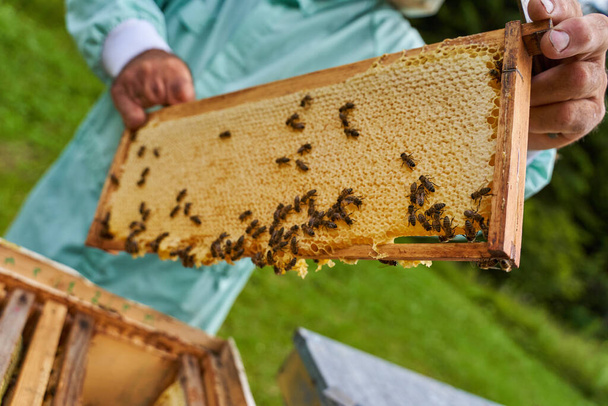 Одна рука бджоляра витягує гребінці з вуликів бджіл
 - Фото, зображення