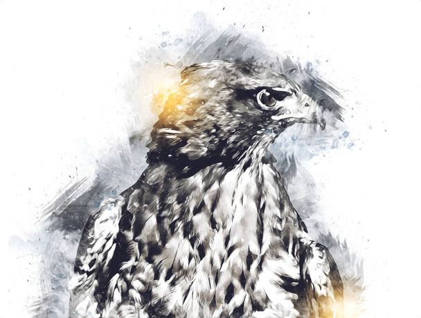 Falcon landing swoop hand draw and paint color on background illustration, hawk vintage retro - Foto, imagen
