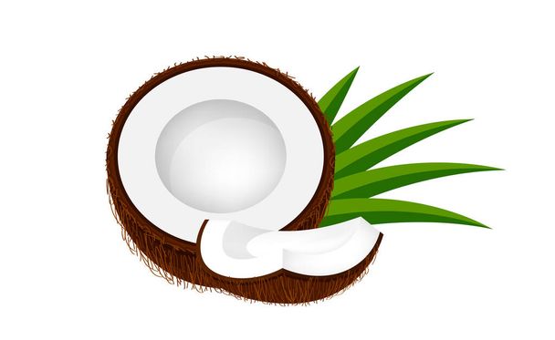 Kokosnuss halbe Scheibe auf Blatt grün, Kokosnuss braune Frucht halb geschnitten isoliert auf weiß, Illustration Kokosnuss halbe Scheibe für Clip Art, Kokosnuss Frische Früchte einfach für Symbol - Vektor, Bild