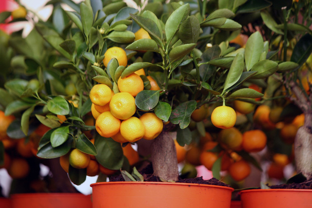 decorative tangerine trees in pots for sale - Foto, Imagem