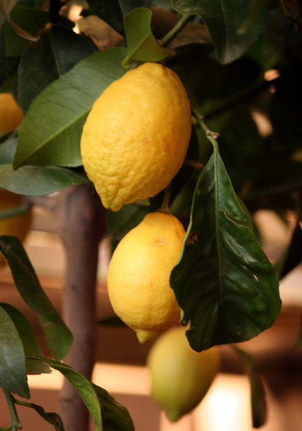 Dekorative Zitronenbäume in Töpfen zum Verkauf - Foto, Bild