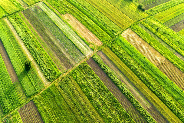 Вид с воздуха на зеленые сельскохозяйственные поля весной со свежей растительностью после посевного сезона в теплый солнечный день. - Фото, изображение