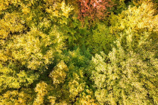 Vista aérea de arriba hacia abajo de los toldos verdes y amarillos en el bosque de otoño con muchos árboles frescos. - Foto, imagen