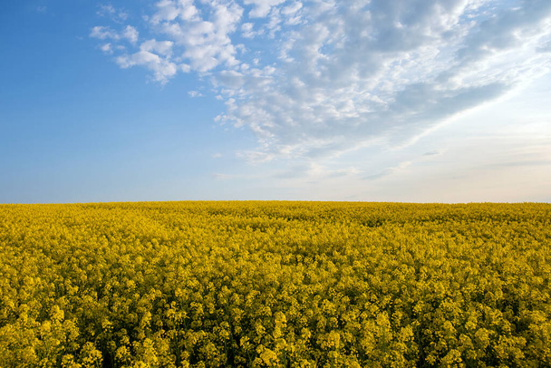 Tájkép virágzó sárga repcemagmezővel és kék tiszta égbolttal tavasszal. - Fotó, kép