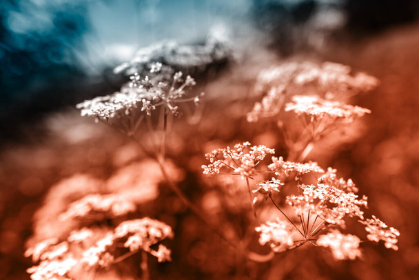 Summer field grass with a strong blurred background - Fotó, kép