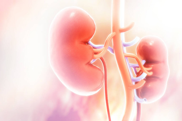 Human kidney on scientific background. 3d illustration - Photo, Image